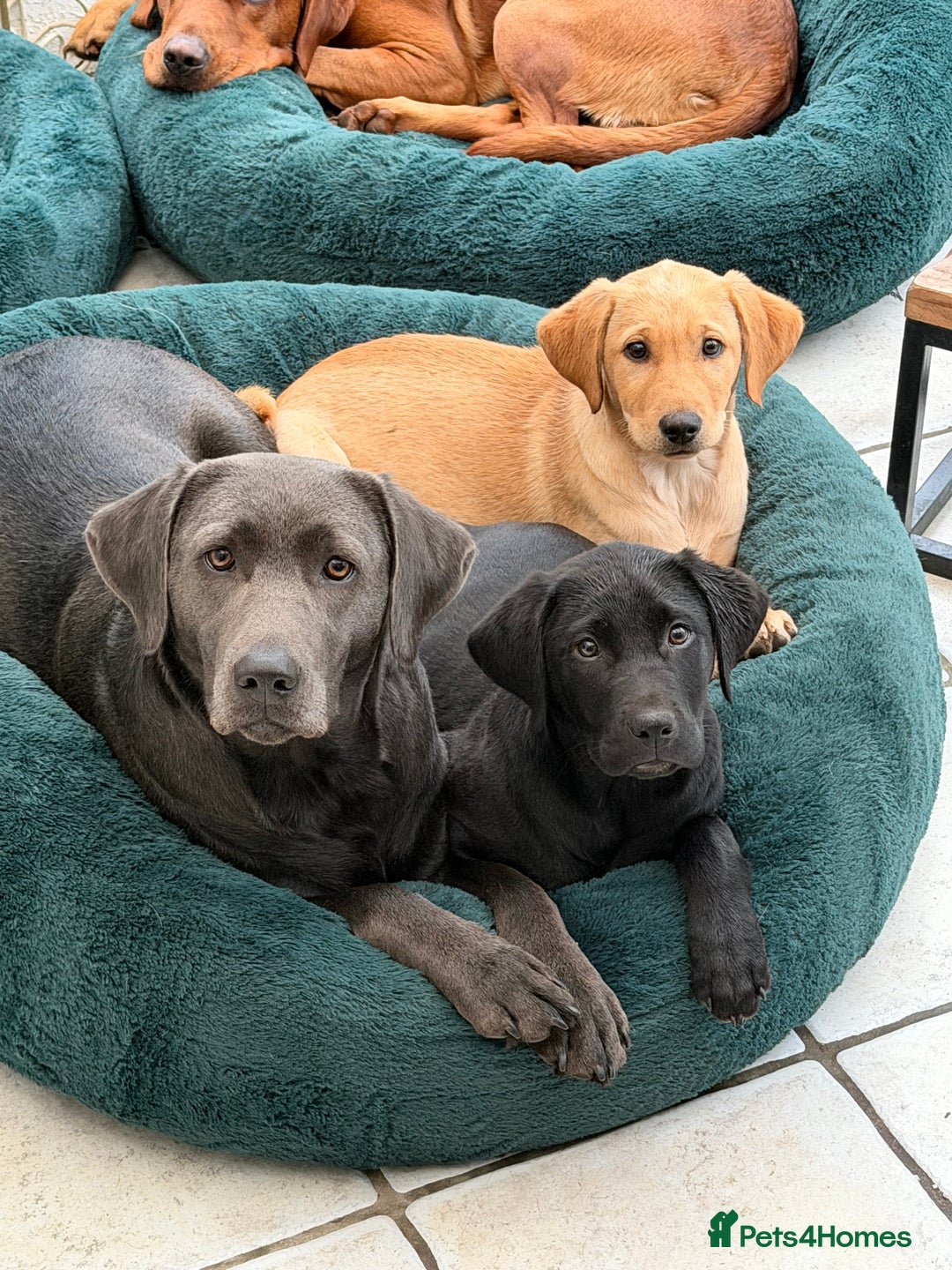 Labrador Retriever dogs for sale: 2 beautiful laborador puppies  - Image 3