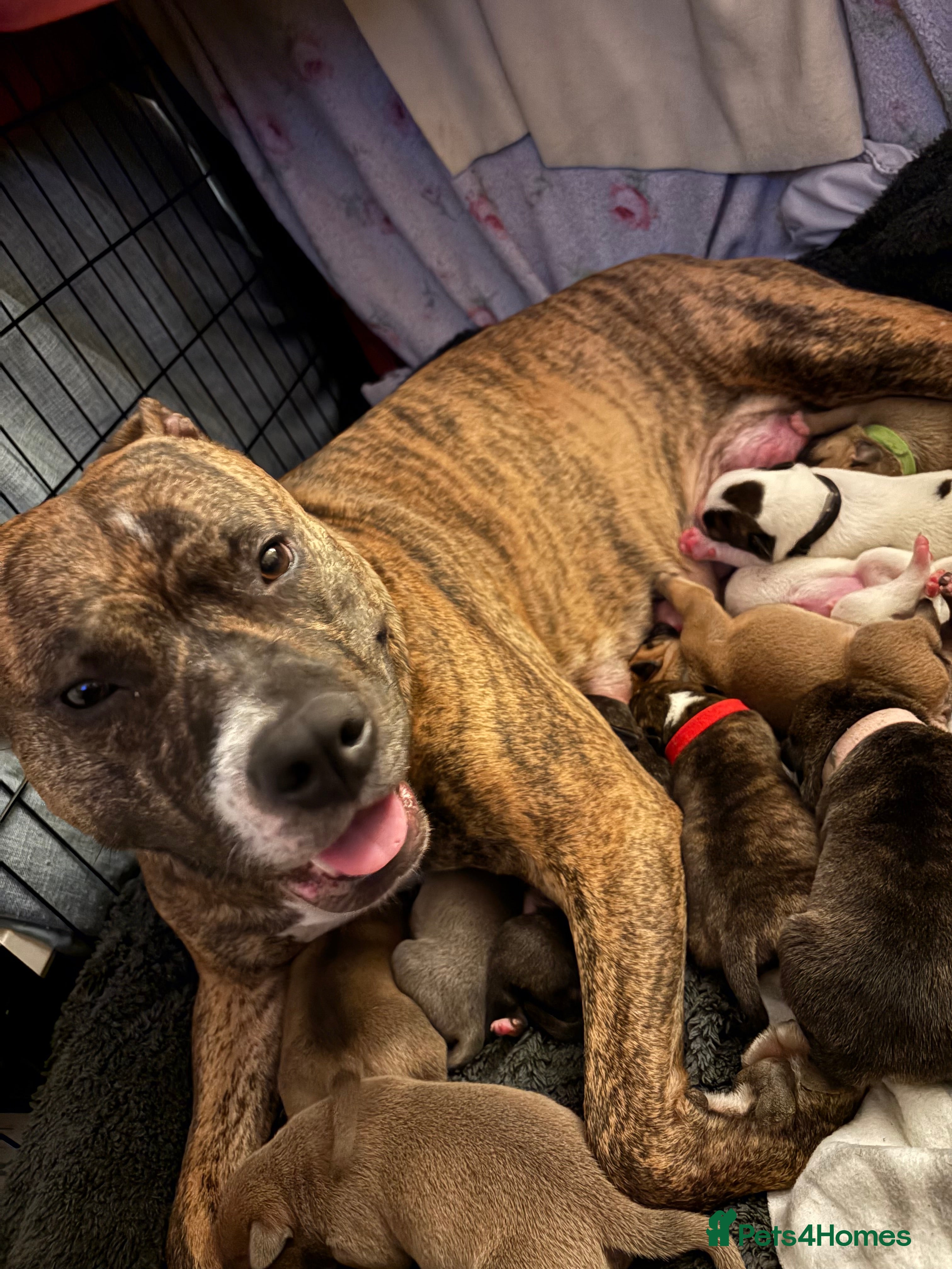 Mixed Breed dogs Amstaff x Staffy puppies - Advert 1