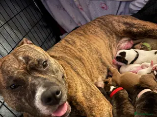 Mixed Breed dogs Amstaff x Staffy puppies - Advert 1