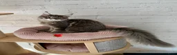 Maine Coon cats for sale: Pedigree Massive TICA registered kittens  - Advert 17