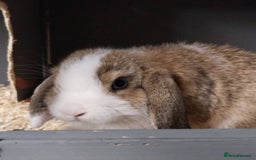 Mini Lop rabbits for sale: Mini lop rabbits  - Image 22