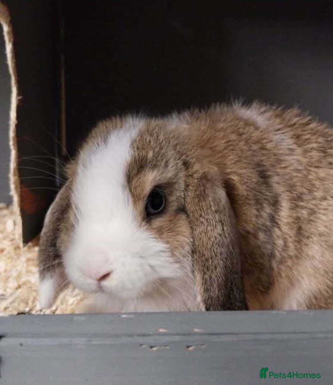 Mini Lop rabbits for sale: Mini lop rabbits  - Image 22