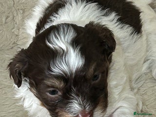 Havanese dogs Full Breed Havanese - Advert 2