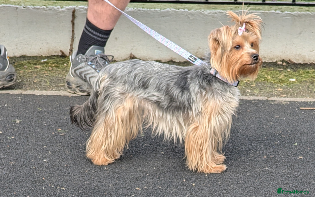 Yorkshire Terrier dogs for sale: Pedigree Yorkshire Terrier pups for sale - Advert 9