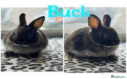 Netherland Dwarf rabbits for sale: Pure breed Netherlands dwarf male and female - Image 4