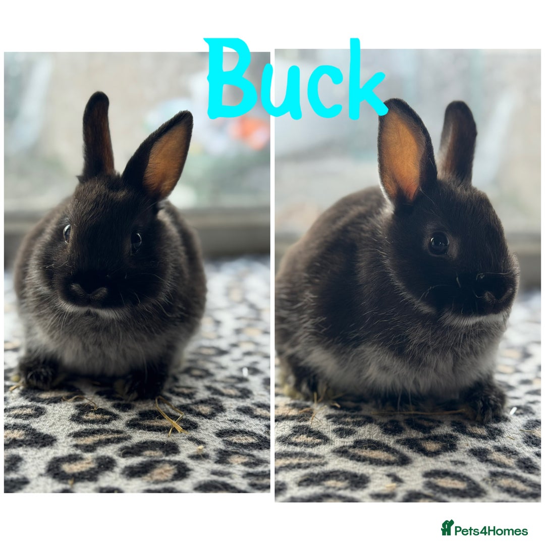 Netherland Dwarf rabbits for sale: Pure breed Netherlands dwarf male and female - Image 4