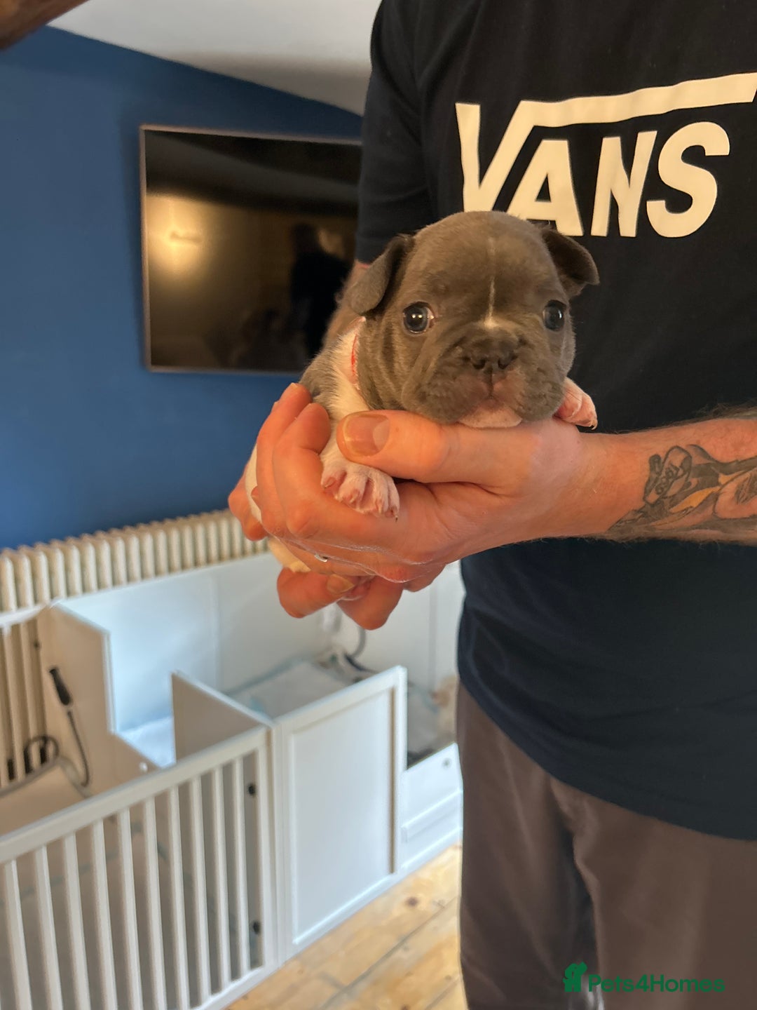 French Bulldog dogs for sale: ✨ REDUCED! STUNNING FRENCHIES LILAC TAN PIED 😍 - Image 6