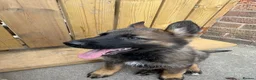 German Shepherd dogs for sale: Ready to leave KC German shepherd - Advert 9
