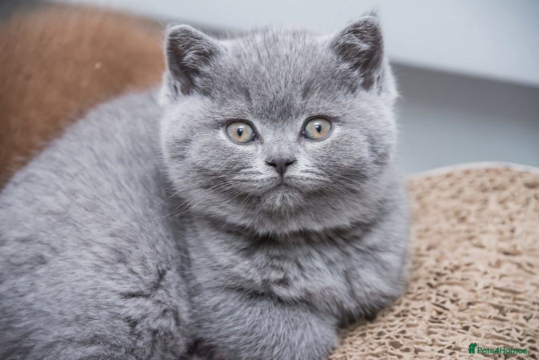 British Shorthair cats for sale: Beautiful BSH Kittens  - Advert 6