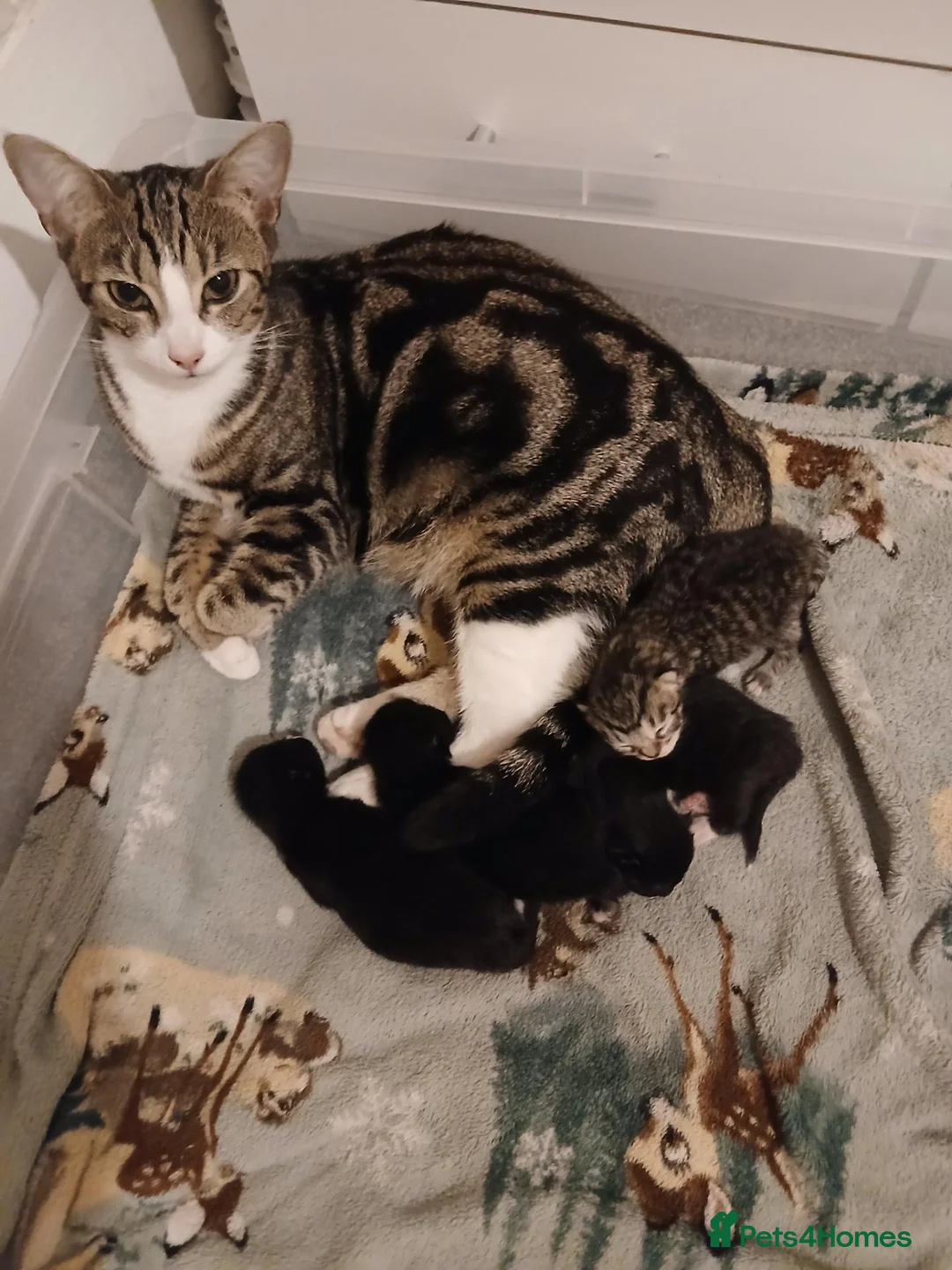 Mixed Breed cats for sale: Mix breed kittens  in Margate - Advert 1