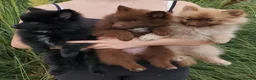 German Spitz dogs for sale: 1 German Spitz Mittel Boy left - Black - Advert 17
