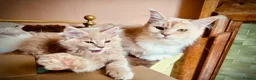 Maine Coon cats for sale: Maine coon kittens  - Advert 10
