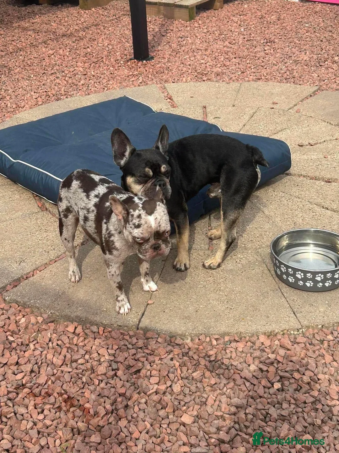 French Bulldog dogs for adoption: Lilo - In Ayr Looking for a home  - Advert 5