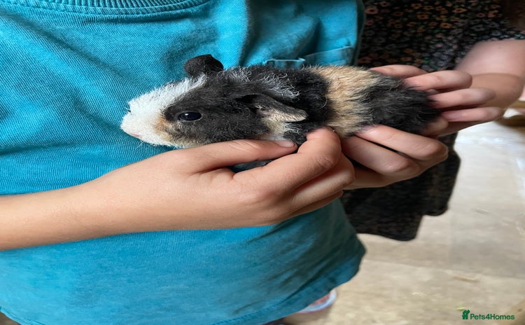 Guinea Pig rodents - Advert 1