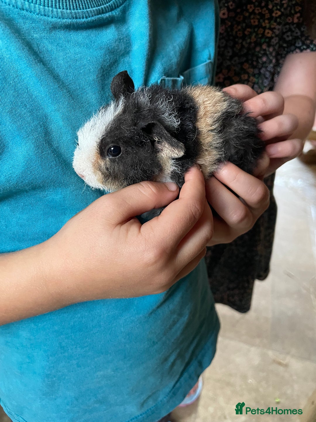 Guinea Pig rodents for sale: Baby Guinea pigs available soon  - Image 1