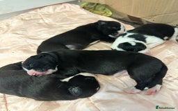 Mixed Breed dogs for sale: Border Collie x Whippet  - Image 5