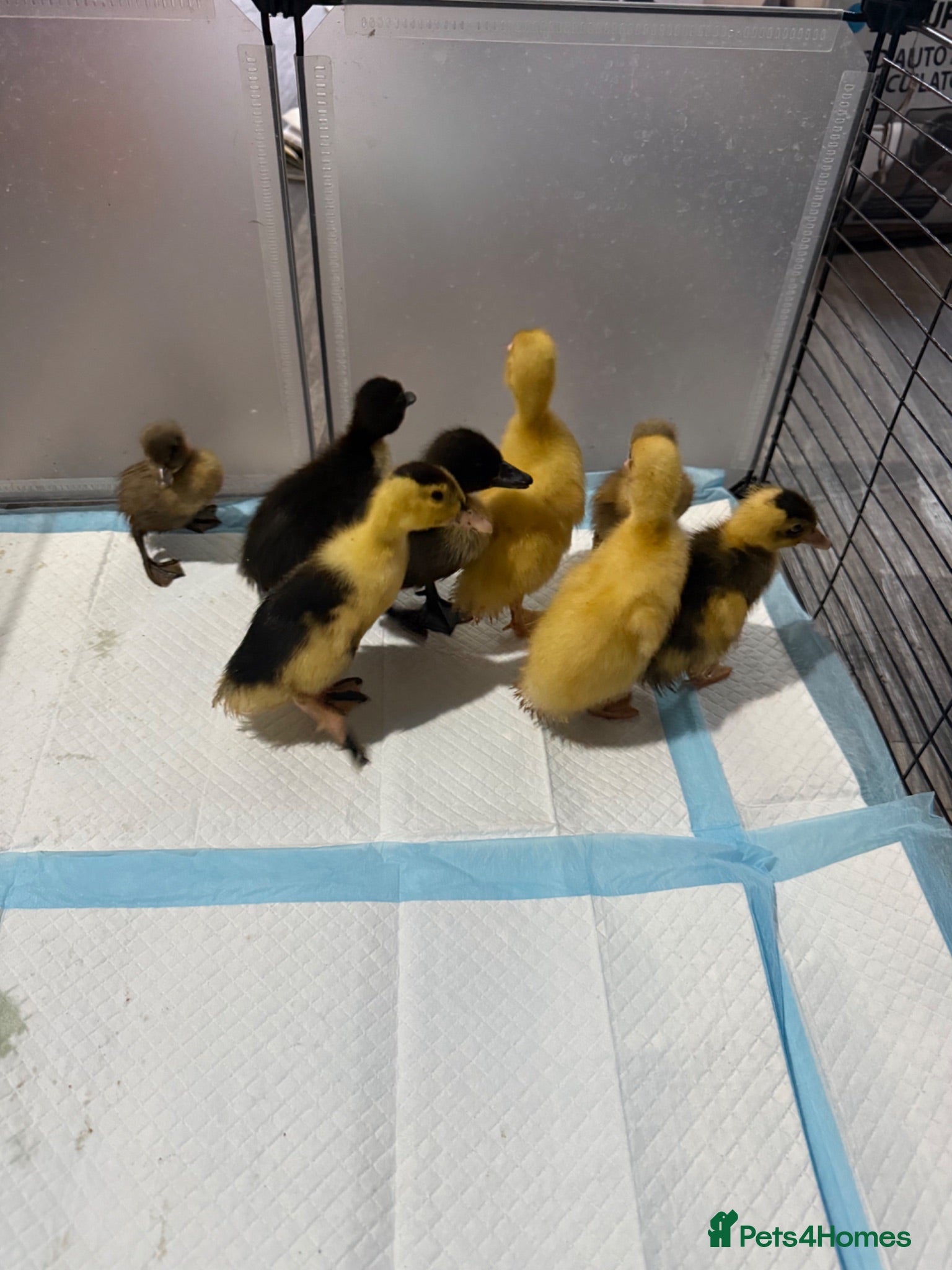 Ducks poultry Ducklings  - Advert 1