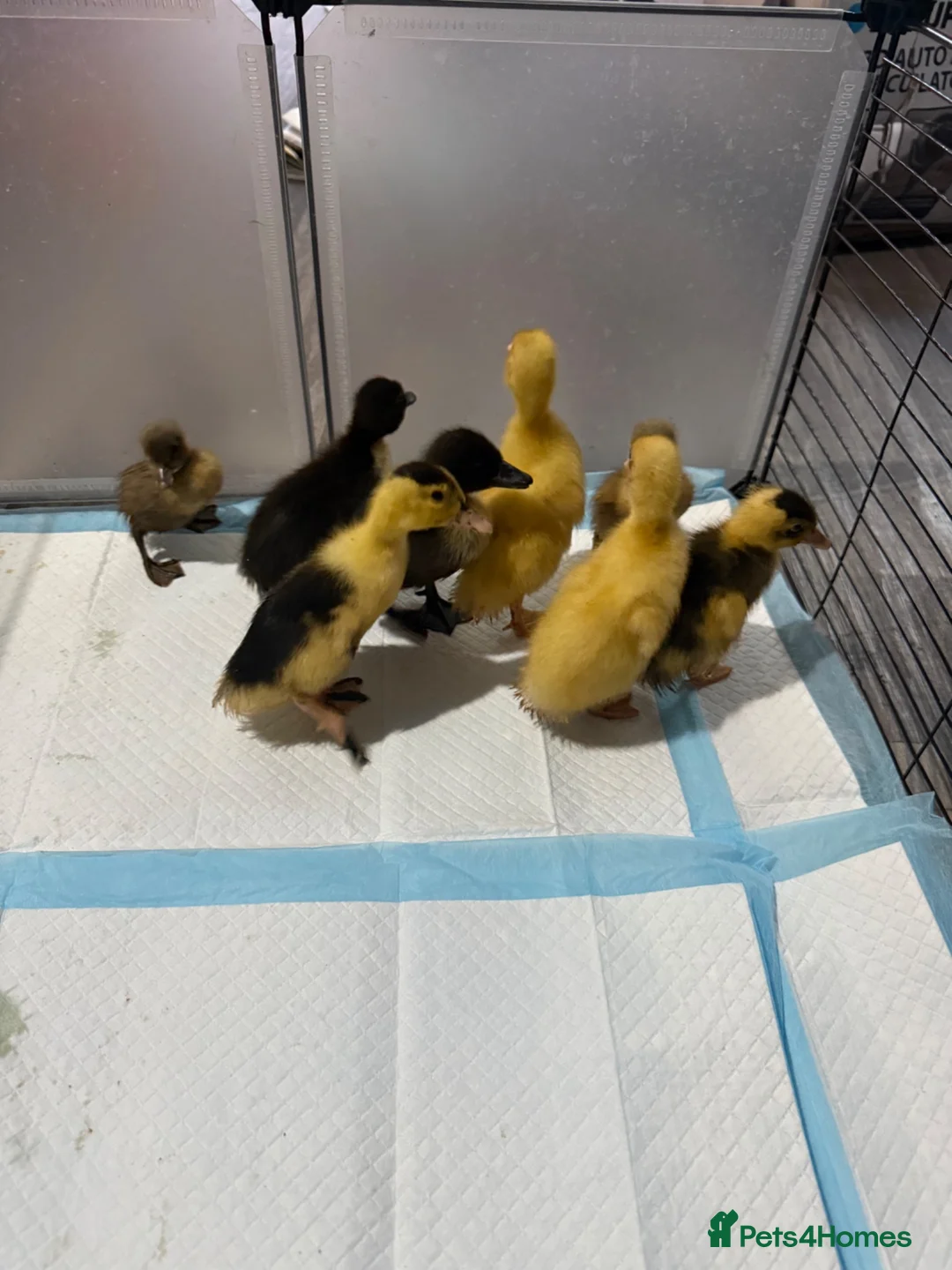 Ducks poultry for sale: Ducklings  - Advert 1