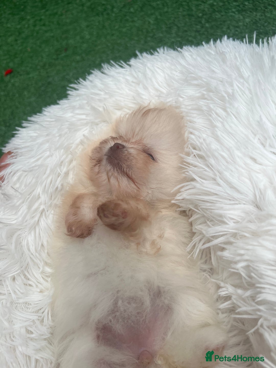 Pomeranian dogs for sale: Pomeranian toy  - Image 6