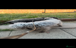 Bedlington Terrier dogs for sale: Bedlington terriers pups - Image 6