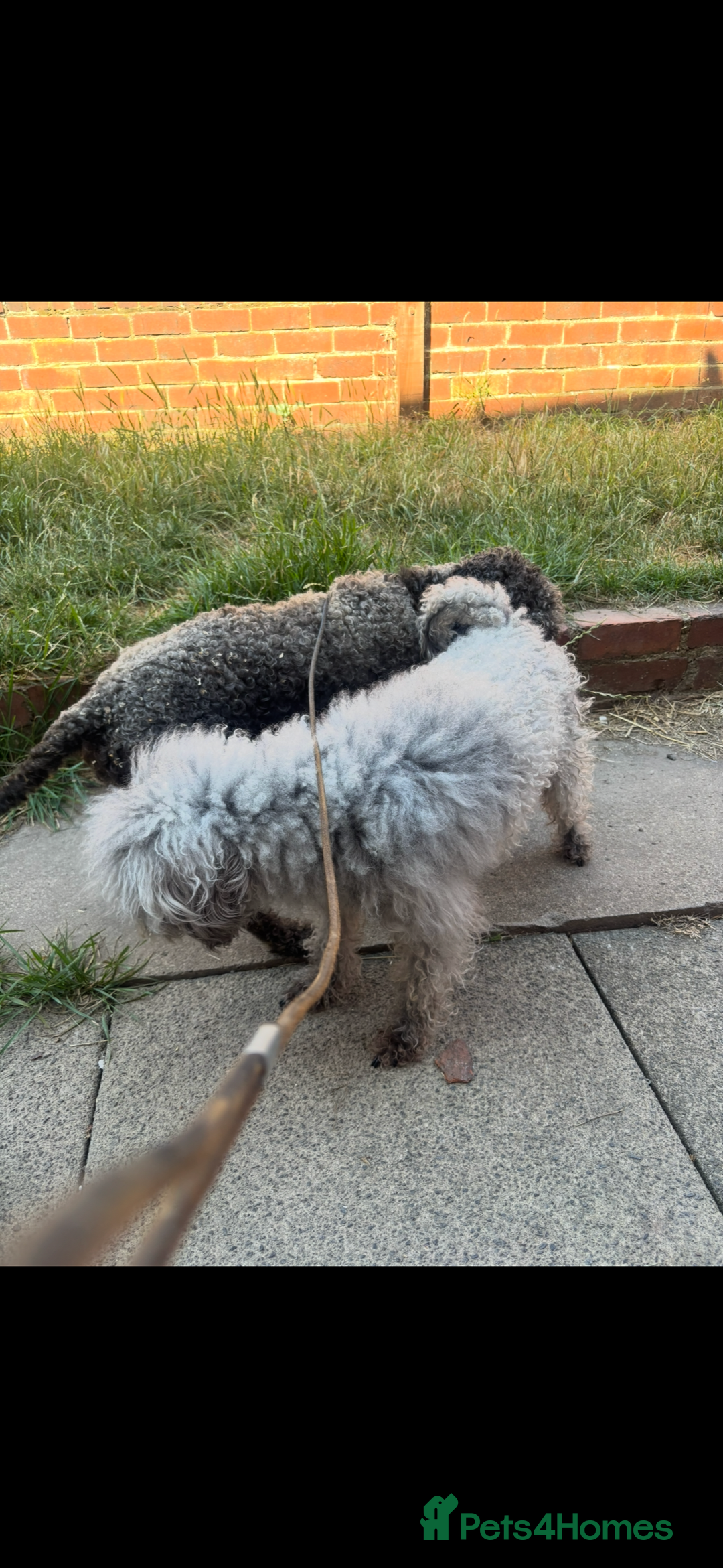 Bedlington Terrier dogs for sale: Bedlington terriers pups - Image 6