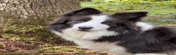 Border Collie dogs for sale: Fluffy male purebred border collie puppies  - Advert 10