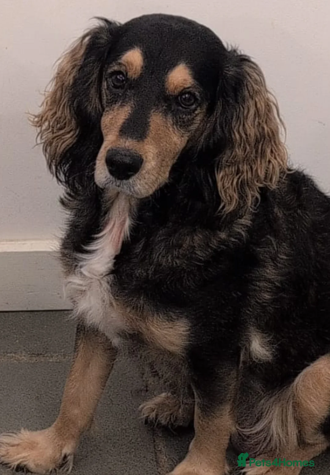 Mixed Breed dogs for sale: Mixed breed cocka pups - Advert 1