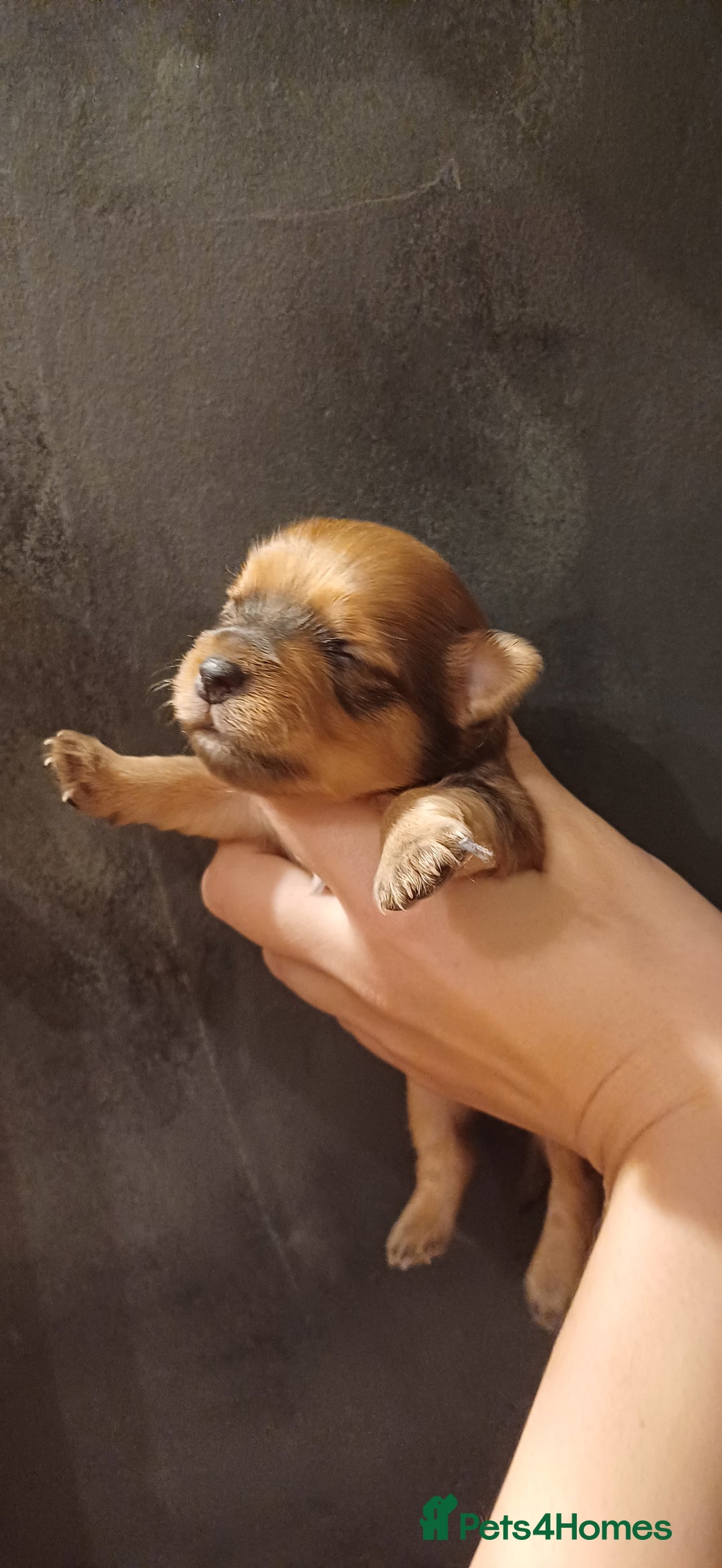 Mixed Breed dogs for sale: Yorkshire Biewer puppies 2 girls available  - Advert 17