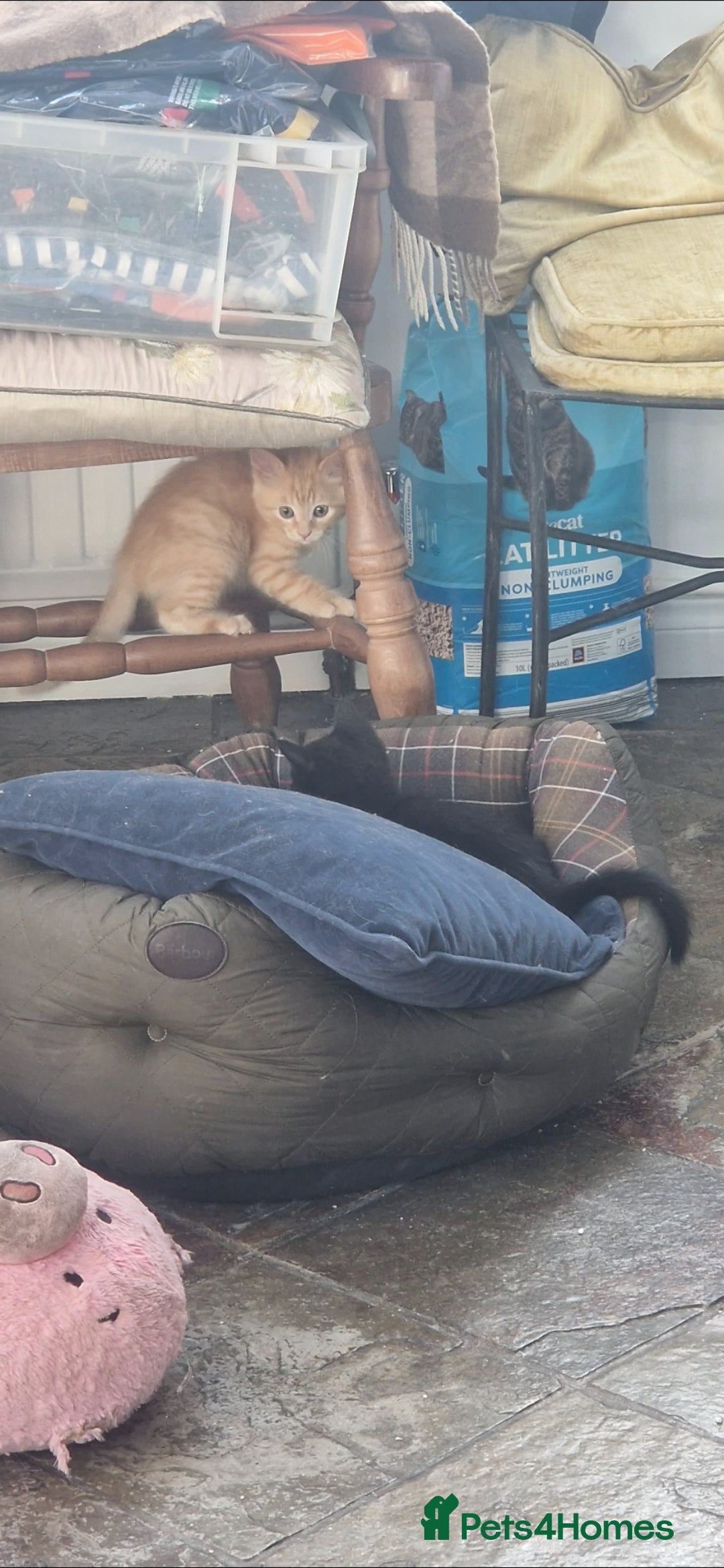 Siamese cats for sale: 10 week old kittens  - Image 3