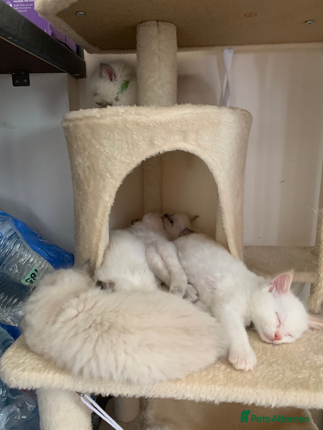 Ragdoll cats for sale: 5 Lovely, Pure Ragdoll Kittens - Image 18