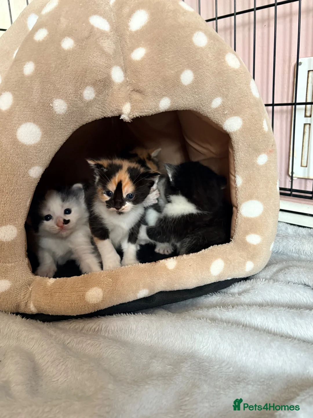 Mixed Breed cats for sale: Kittens  in Rye - Advert 1