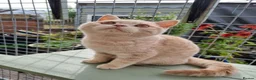 British Shorthair cats for sale: Cream colour British shorthair  in Newport - Advert 6
