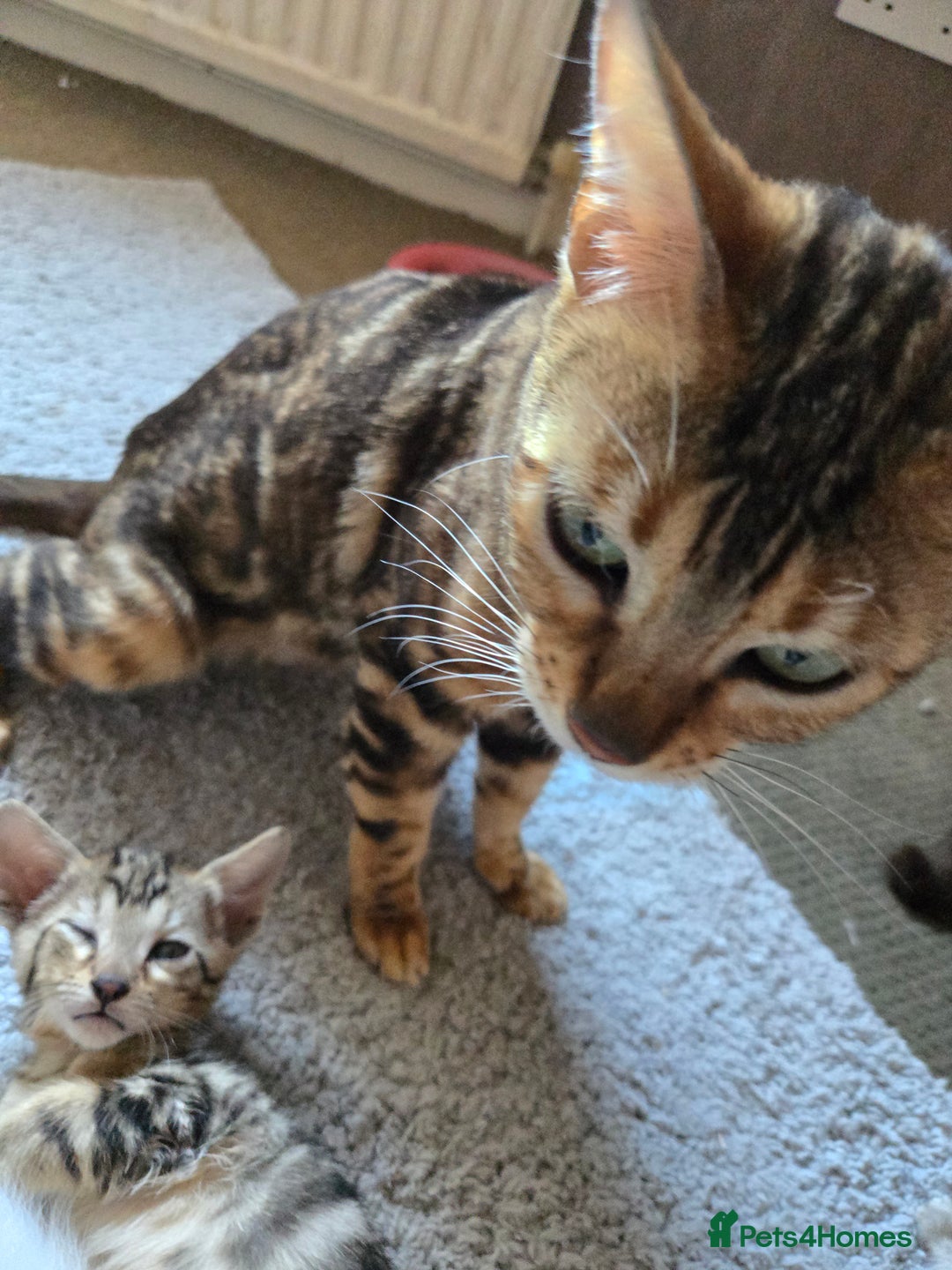 Siamese cats for sale: 3 stunning babies ready to leave now!!! - Image 16