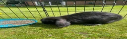 Mini Lop rabbits for sale: Mini Lop Pure Bred Black Females  - Advert 6