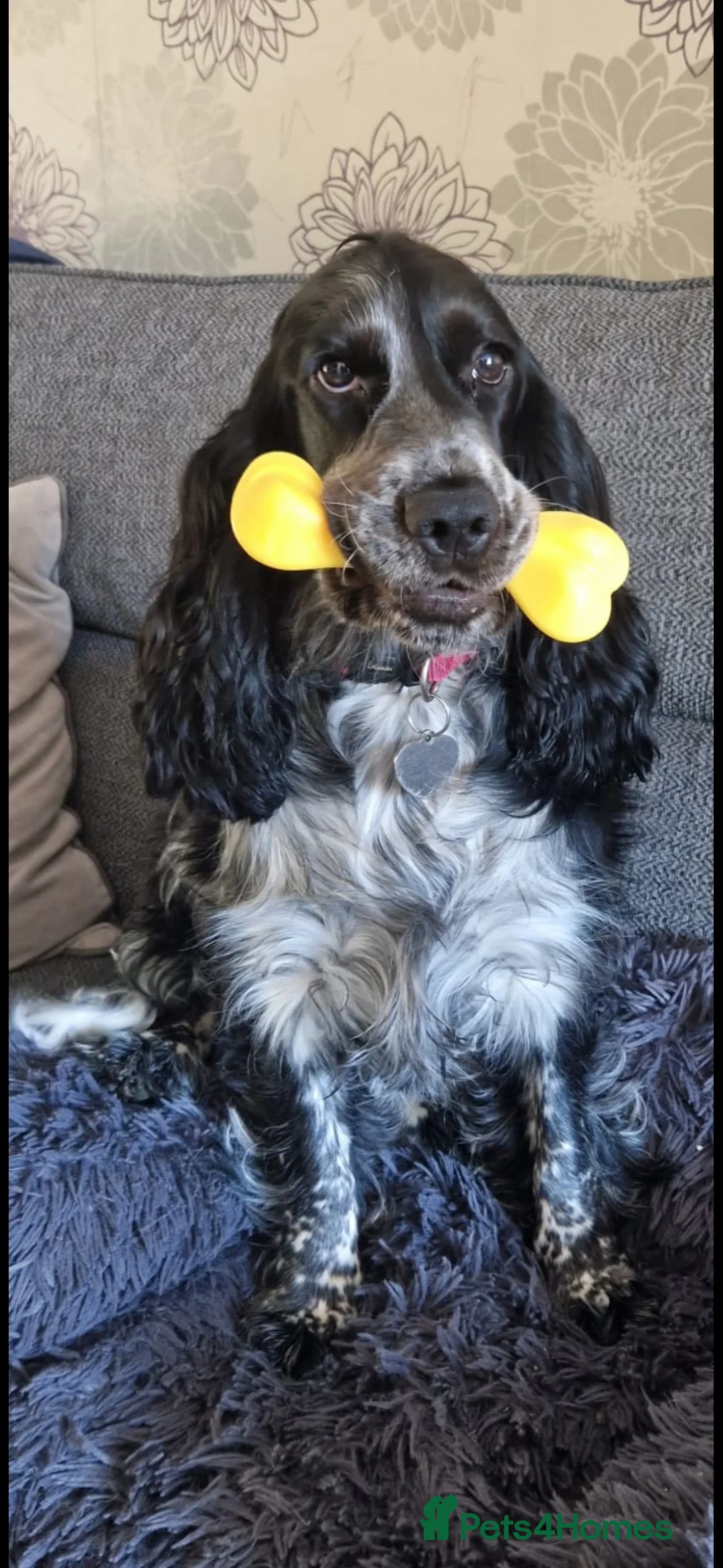 Cocker Spaniel dogs for sale: Cocker Spaniels - Show type. Blue roan in colour. - Advert 1