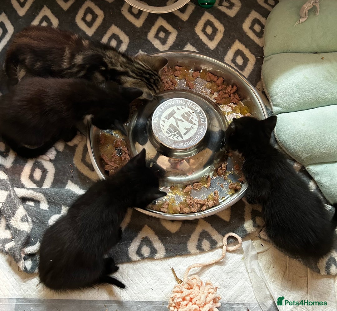 Mixed Breed cats for sale: Kittens for sale - 5 - Mixed breed - Advert 10