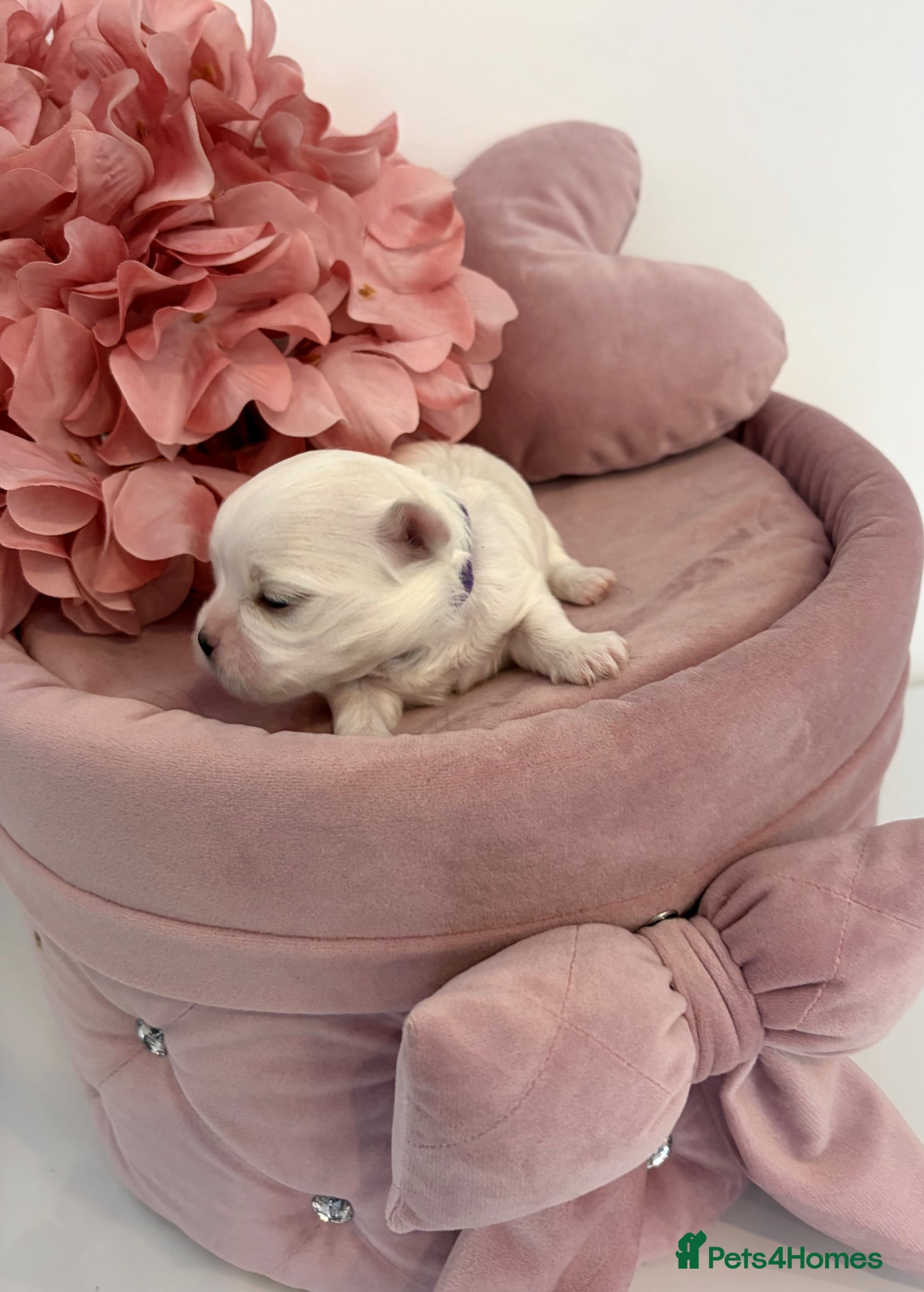 Maltese dogs ✨Beautiful Korean Maltese Puppies🤍 - Advert 1