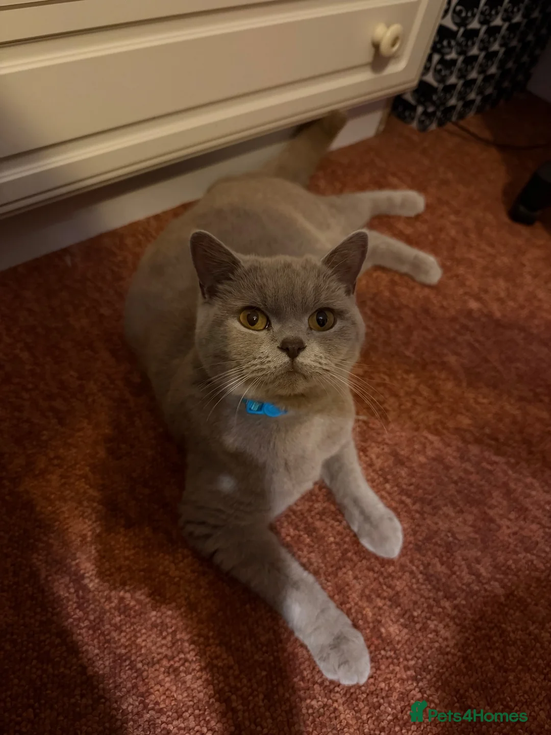 Mixed Breed cats for sale: Beautiful Tuxedo Girl Kitten - Advert 2