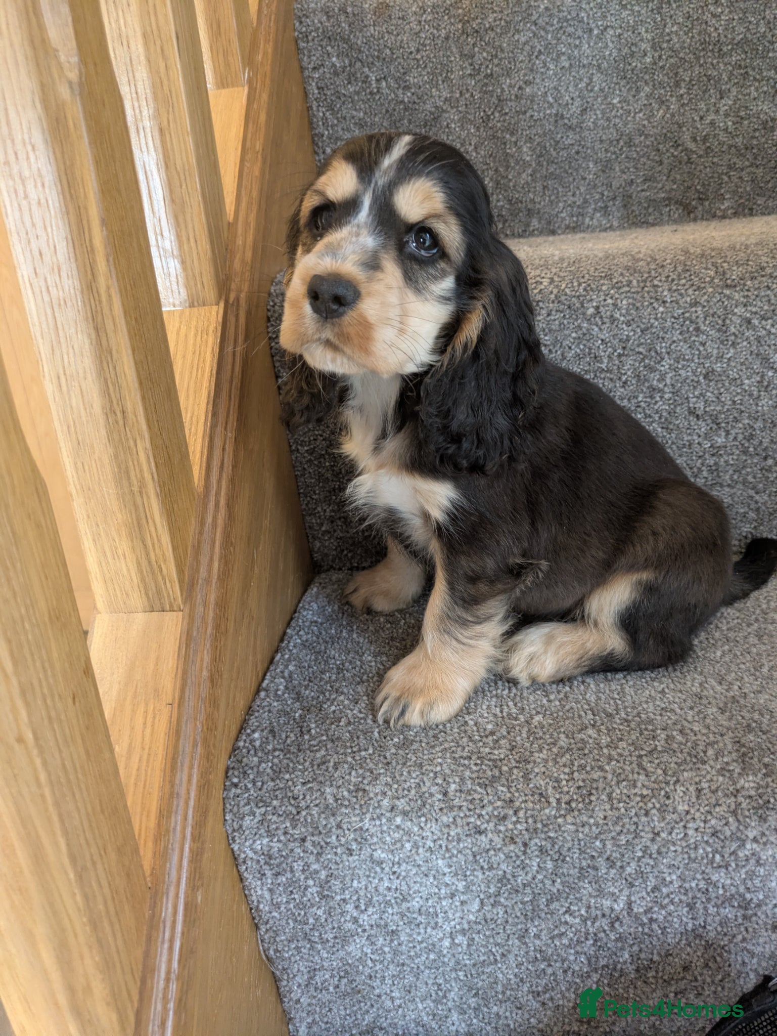 Cocker Spaniel dogs 2 girls Ready KC show cocker PRA FN tested - Advert 1