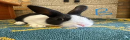 Dutch rabbits for sale: Beautiful Dutch Rabbits For Sale - Advert 20