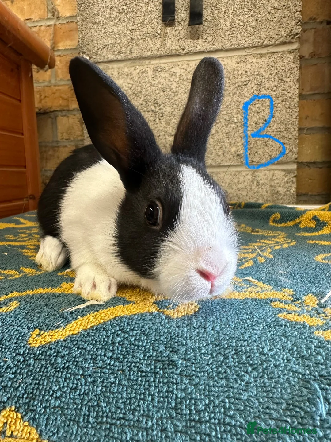 Dutch rabbits for sale: Beautiful Dutch Rabbits For Sale - Advert 20