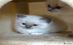 Ragdoll cats for sale: Exceptional Quality Ragdoll Kittens  - Image 5