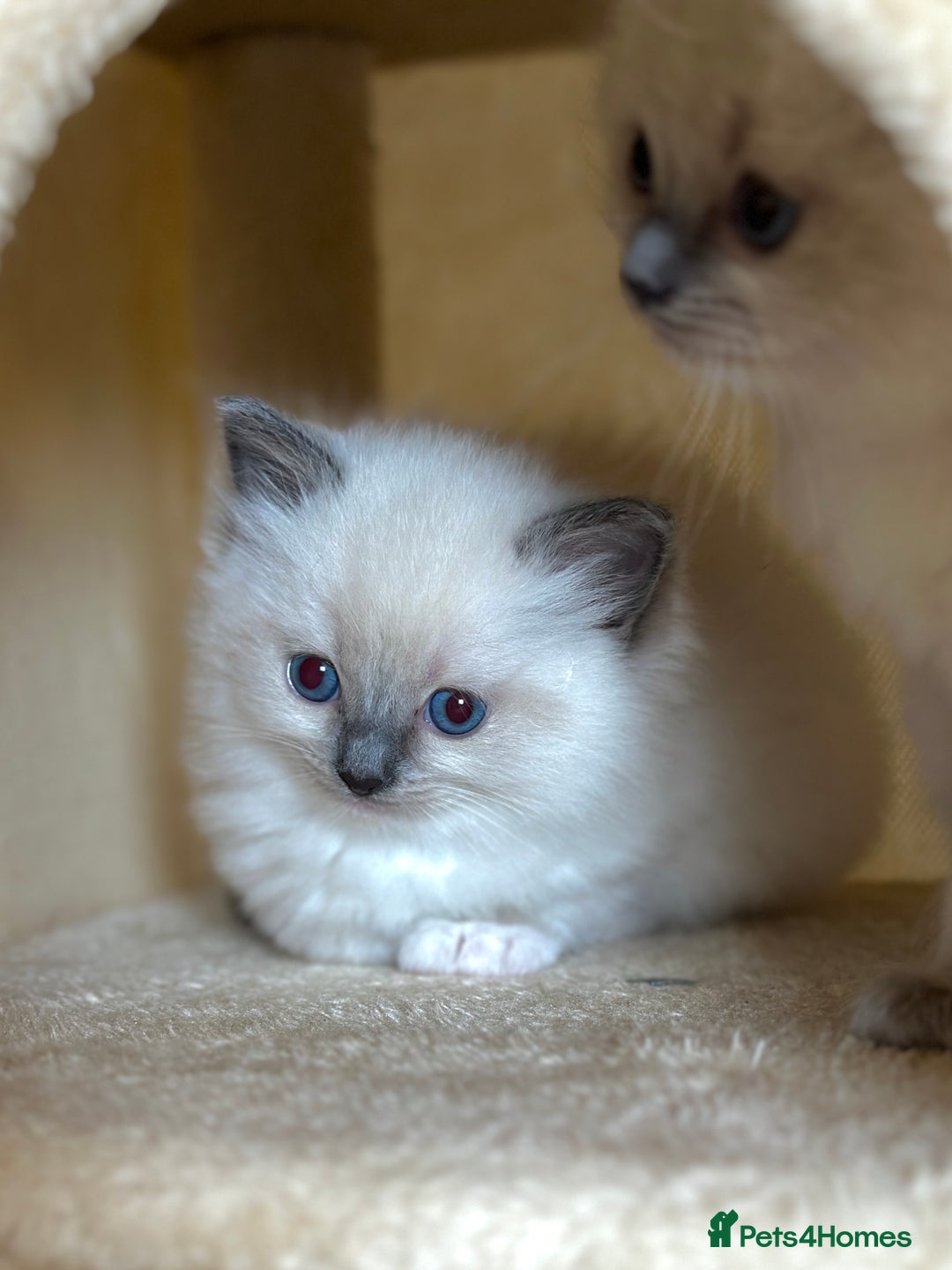Ragdoll cats for sale: Exceptional Quality Ragdoll Kittens  - Image 5