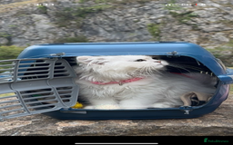 Persian cats for sale: Princess LOLA 💞 - Image 4