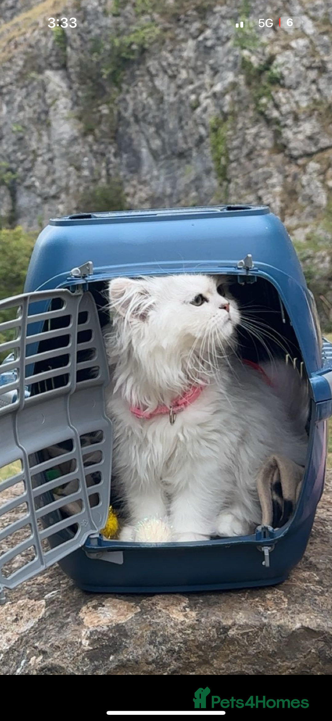 Persian cats for sale: Princess LOLA 💞 - Image 4
