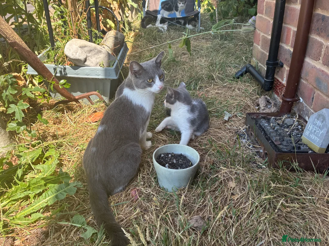 Mixed Breed cats for sale: Lyndidya - Advert 4