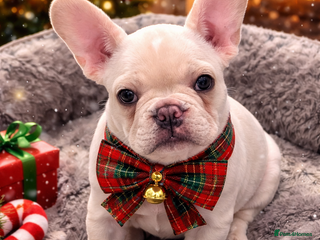 French Bulldog dogs One girl available NO MORE TIME WASTERS PLEASE - Advert 14