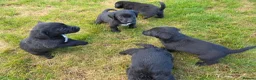 Mixed Breed dogs for sale: Sprockerdors - Advert 6
