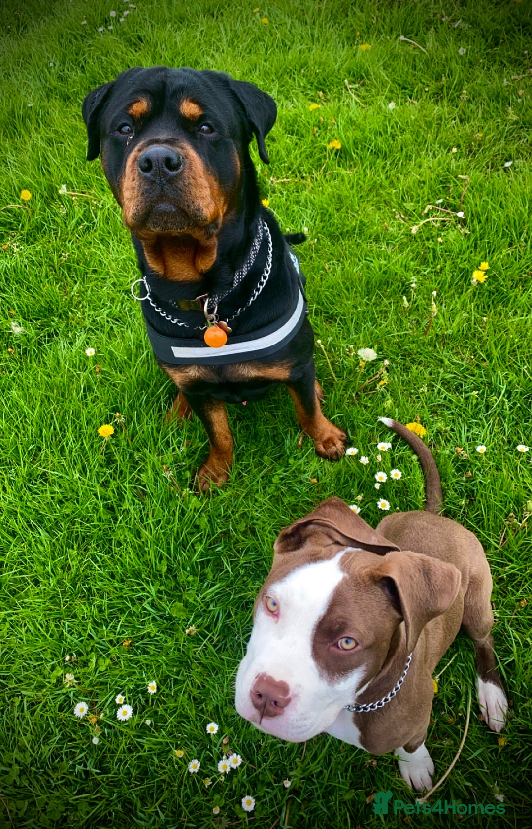 Rottweiler dogs for stud: Rottweiler for Stud in Camberley - Advert 4