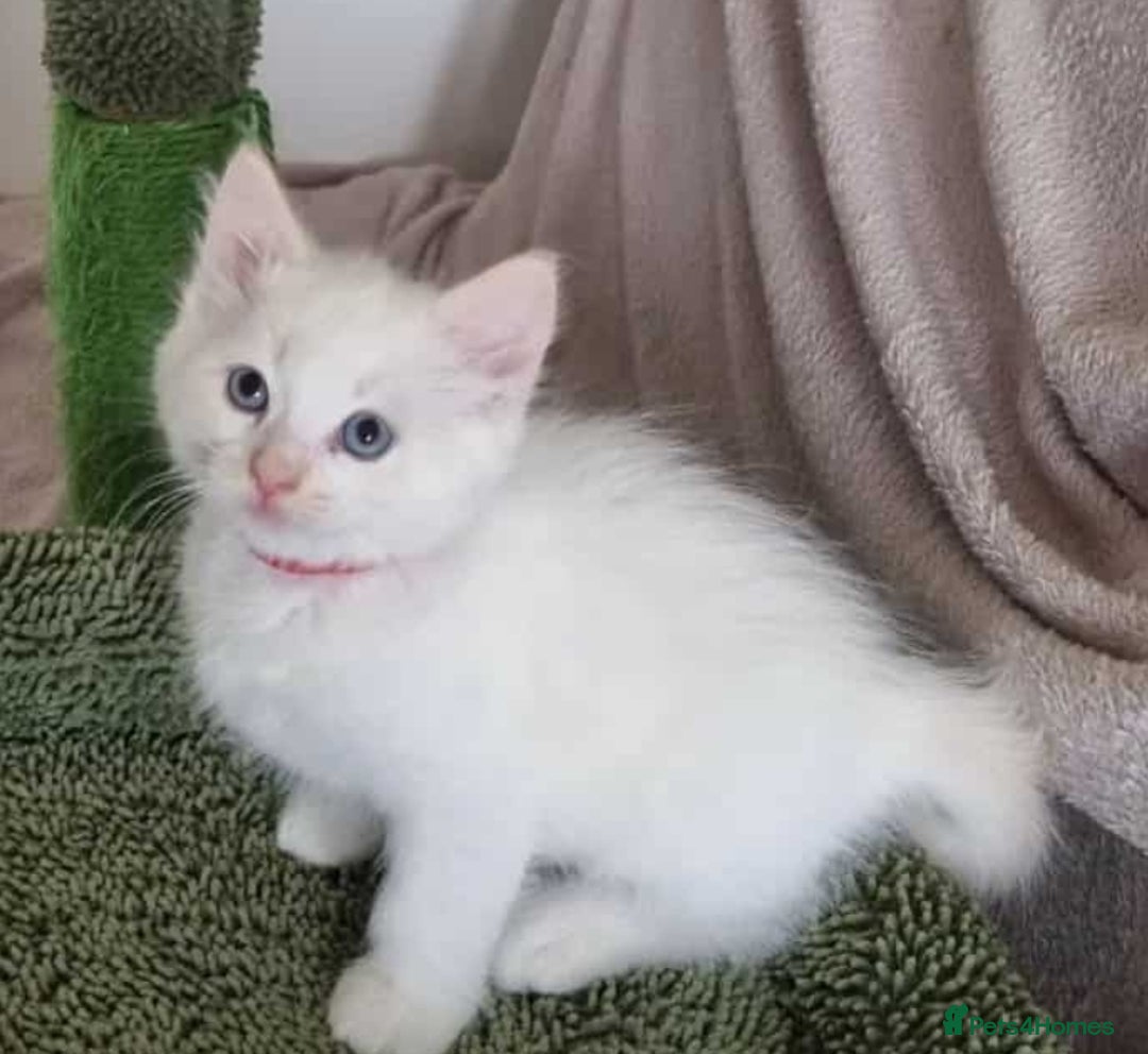 Ragdoll cats for sale: Ragdoll kittens  - Image 5